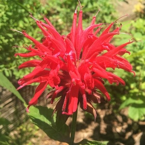 May include: A vibrant red flower with long, thin petals. The flower is in full bloom and has a delicate, feathery texture.