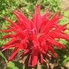 100 Scarlet Bee Balm Seeds Flowers Seed Bloom Attracts Butterflies