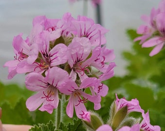 Pelargonium graveolens var. 'Attar of Roses' Plant in 4 Inch Pot