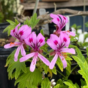 Pelargonium citronellum 'Mabel Grey' Geranium Live Plant in 4 inch pot