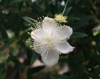 Myrtus communis Myrtle Tree plant in 2.5 inch pot Mediterranean Seasoning