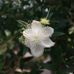 May include: A single white flower with yellow pollen and a green stem. The flower is surrounded by green leaves.