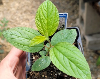 Ceanothus americanus New Jersey Tea plant 2.5 inch pot Native
