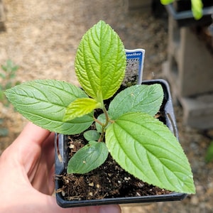 May include: A small green plant with serrated leaves growing in a black plastic nursery pot. The plant features a central stem with several bright green, textured leaves and a small white plant identification tag tucked into the soil.
