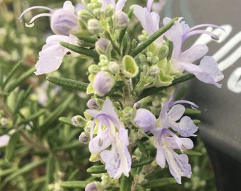 Rosmarinus off. 'Prostratus' Prostrate Rosemary plant in gallon pot