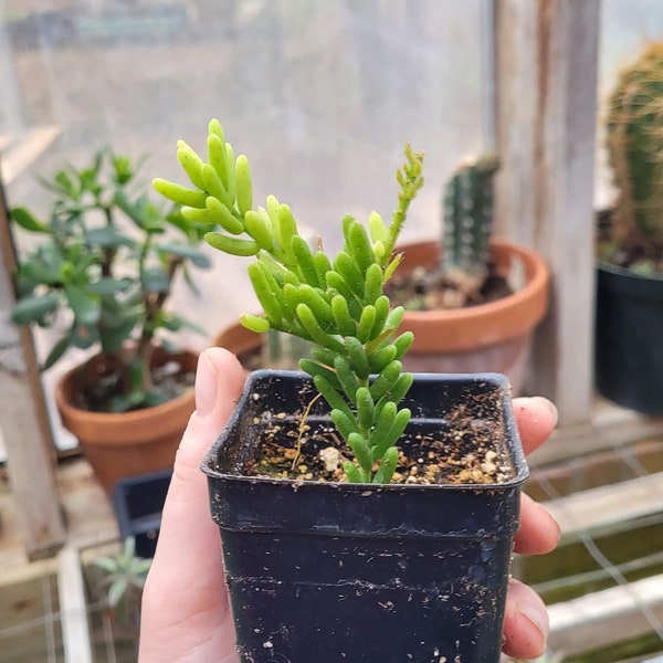 Rhipsalis mesembryanthemoides Clumpy Mistletoe Cactus Plant in 2.5 Inch Pot