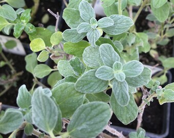 Origanum sp. 'Kaliteri' Oregano Live Plant in 2.5 inch pot