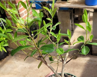 Ilex paraguariensis Yerba Mate Plant in 4 Inch Pot