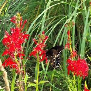 May include: A black swallowtail butterfly with yellow markings flies near red cardinal flowers in a garden.