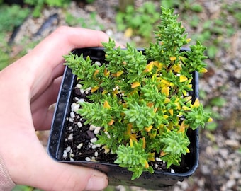 Thymus ssp. 'Rose-Scented' Thyme LIVE PLANT in 4 inch Pot