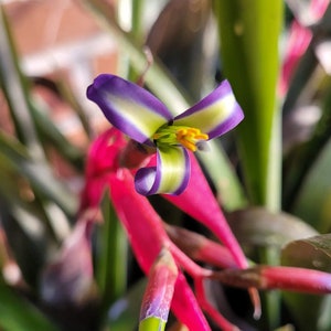 Billbergia nutans var. schimperiana Queen's Tears Bromeliad Friendship Plant in 6 Inch Pot image 1