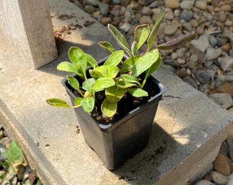 Isatis tinctoria Woad live plant in 2.5" pot