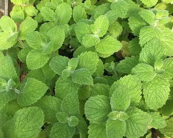 Mentha nilaca Egyptian Mint Live Plant in 2.5 inch pot