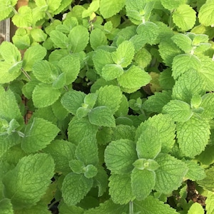 Mentha nilaca Egyptian Mint Live Plant in 2.5 inch pot