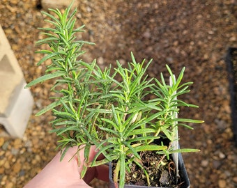 Rosmarinus off. 'Tuscan Blue' Rosemary Plant in 2.5 inch Pot