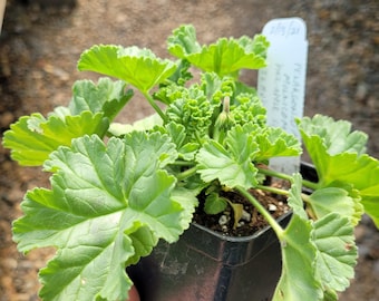 May include: A small green Pelargonium plant in a black plastic square pot. The plant features ruffled, lobed leaves and a single small flower bud. A white plant marker is inserted into the soil with the handwritten text 2/13/21 and Pelargonium.