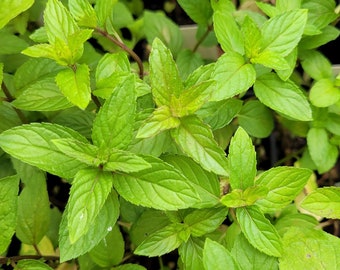 Mentha x piperata var. Candy Mint Live Plant in 2.5 Inch Pot