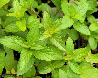 Mentha x piperata var. Candy Mint PLANT in 2.5 Inch Pot