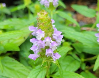 Prunella vulgaris Self Heal Heal All Plant in 2.5 inch pot
