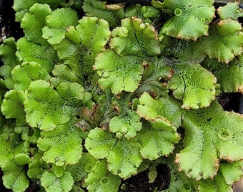 Marchantia polymorpha Umbrella Liverwort Common Liverwort LIVE PLANT in 2.5 Inch Pot