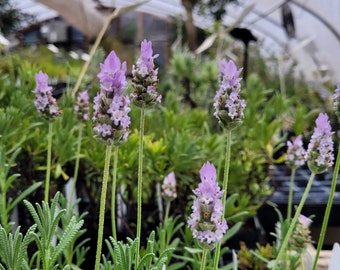 Lavandula dentata Candicans var. Balearic/Balearic French Grey Lavender LIVE PLANT In 2.5 Inch Pot