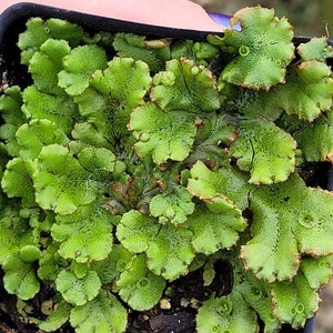 Marchantia polymorpha Umbrella Liverwort Common Liverwort LIVE PLANT in 2.5 Inch Pot