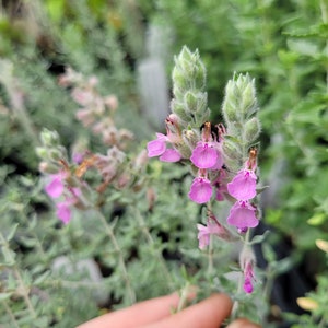 Teucrium marum Cat Thyme Germander LIVE PLANT in 2.5 inch pot image 1