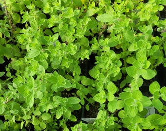 Origanum onites Pot Marjoram LIVE PLANT in 2.5 Inch Pot