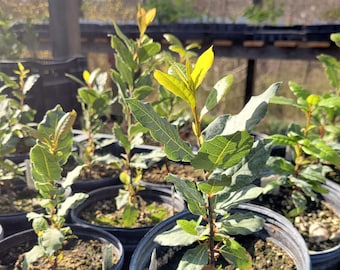 Laurus nobilis Bay Tree in 1 Gallon Pot