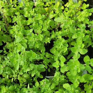 Origanum onites Pot Marjoram LIVE PLANT in 2.5 Inch Pot image 1