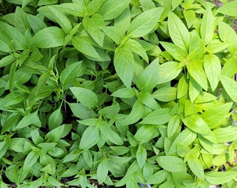 Ocimum canum Malawi Camphor Basil LIVE PLANT in 2.5 inch Pot
