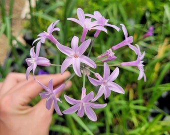 Tulbaghia violacea Society Garlic Plant in 2.5 inch pot