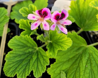Pelargonium citrosum var. 'Orange Fizz' Scented Geranium LIVE PLANT in 4 Inch Pot