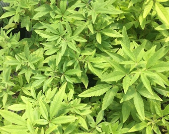Vitex agnus-castus/Chaste Tree Chaste Berry Tree Plant in 3 inch pot