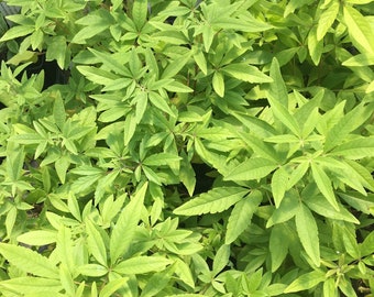 Vitex agnus-castus Chaste Tree Chaste Berry Plant in 2.5 inch pot