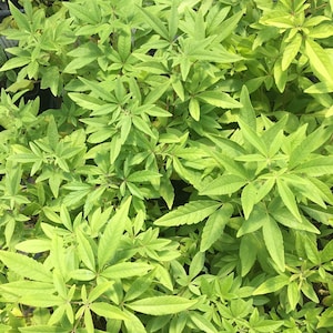 Vitex agnus-castus Chaste Tree Chaste Berry Plant in 2.5 inch pot