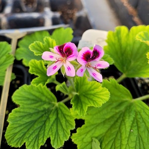 May include: Close-up of two vibrant pink and purple flowers with green leaves. The flowers have a dark purple center and light pink petals with darker pink stripes. The leaves are a bright green color.