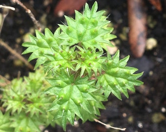 Urtica atrovirens Majorca Nettle Plant in 2.5 inch pot