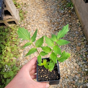 Valeriana officinalis Valerian Garden Heliotrope Plant in 2.5 inch Pot