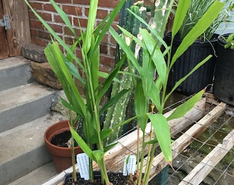 Alpinia officinarum Lesser Galangal Plant in 4 inch pot