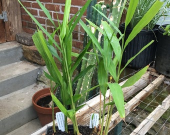 Alpinia officinarum Lesser Galangal Tall Tropical Plant in 4 inch pot