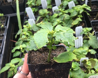 Pogostemon patchouli Patchouli Plant in 2.5" pot