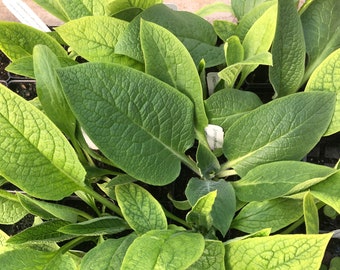 Symphytum officinale Comfrey Plant in 2.5 inch pot