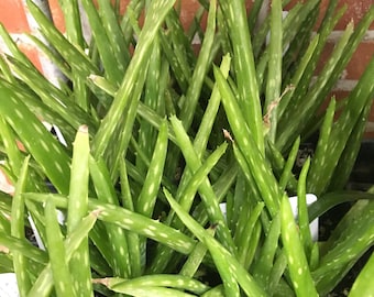Aloe barbadensis Aloe vera plant in 2.5 inch pot