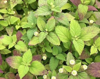 Lippia dulcis Aztec Sweet Herb Live plant in 2.5 inch pot