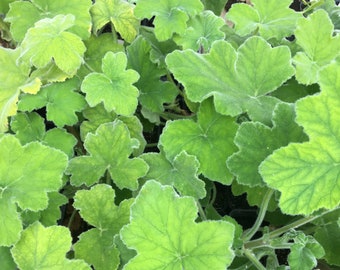 Pelargonium tomentosum 'Peppermint Tom' Geranium Plant in 3 inch pot