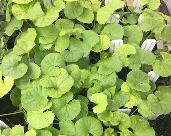 Hydrocotyle asiatica 'Major' GOTU KOLA Centella asiatica plant 2.5 in pot