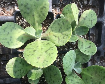 Kalanchoe sp. Donkey Ear Succulent Houseplant House Plant Live Plant in 2.5 inch pot Succulent Plant