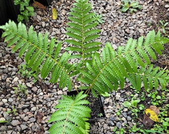 Quart Size Plant Etsy