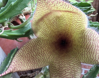 Stapelia gigantea Carrion Flower Starfish Flower Plant in 2.5 inch pot